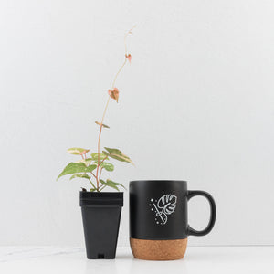 Fallopia multiflora pink/albo variegated (wk34-L65)