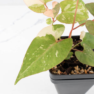 Fallopia multiflora pink/albo variegated (wk34-L65)