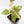 Fallopia multiflora pink/albo variegated (wk34-L65)