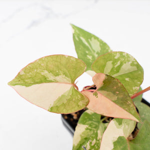 Fallopia multiflora pink/albo variegated (wk34-L65)