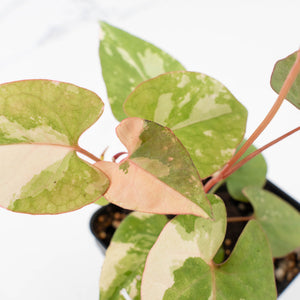 Fallopia multiflora pink/albo variegated (wk34-L65)