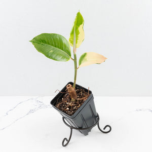 Ficus Elastica cv. 'Asahi' (wk30-UE)