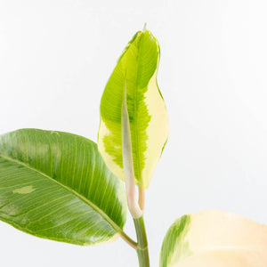 Ficus Elastica cv. 'Asahi' (wk30-UE)