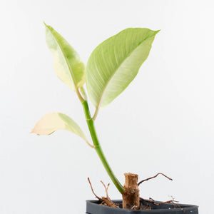 Ficus Elastica cv. 'Asahi' (wk30-UE)
