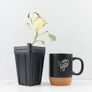 Ficus Elastica cv. 'Asahi' (wk31-UD)