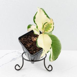 Ficus Elastica cv. 'Asahi' (wk31-UD)