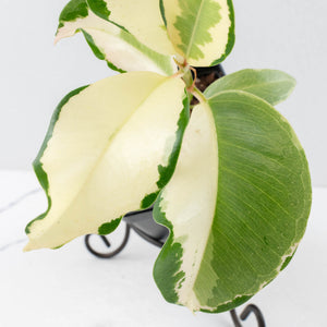 Ficus Elastica cv. 'Asahi' (wk31-UD)