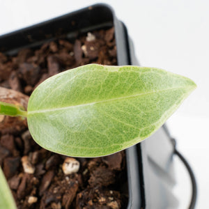 Ficus Elastica cv. 'Asahi' (wk31-UD)