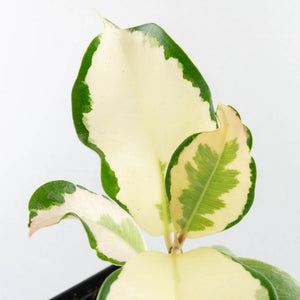 Ficus Elastica cv. 'Asahi' (wk31-UD)