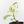 Ficus Elastica cv. 'Asahi' (wk31-UD)