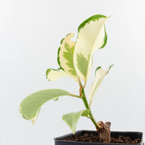 Ficus Elastica cv. 'Asahi' (wk31-UD)