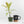 Ficus shivereana 'Moonshine' *Grower's Choice*