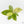 Ficus shivereana 'Moonshine' *Grower's Choice*