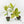 Ficus shivereana 'Moonshine' *Grower's Choice*