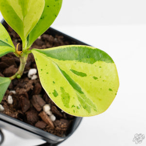 Ficus 'Electrolyte' (wk40-U156)