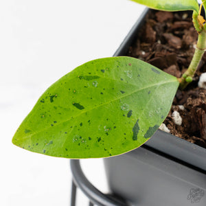Ficus 'Electrolyte' (wk40-U156)