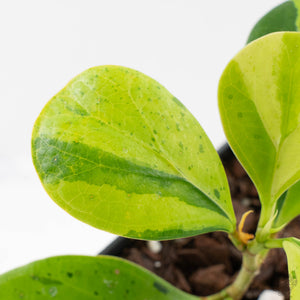 Ficus 'Electrolyte' (wk40-U156)