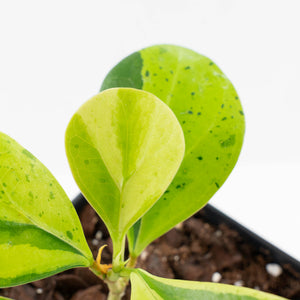 Ficus 'Electrolyte' (wk40-U156)