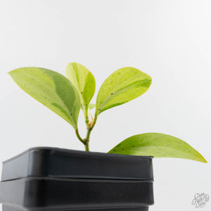 Ficus 'Electrolyte' (wk40-U156)