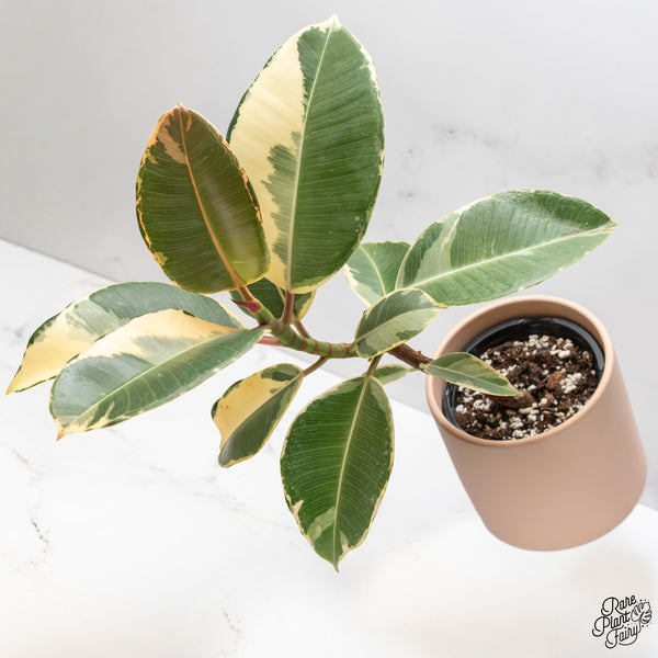 Ficus Elastica cv. 'Asahi' (wk47-UN)