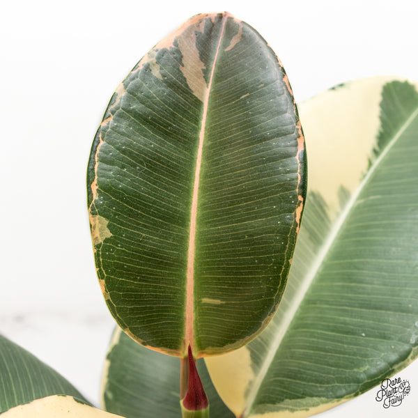 Ficus Elastica cv. 'Asahi' (wk47-UN)