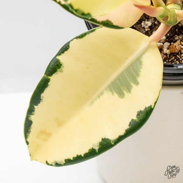 Ficus Elastica cv. 'Asahi' (wk48-UH)