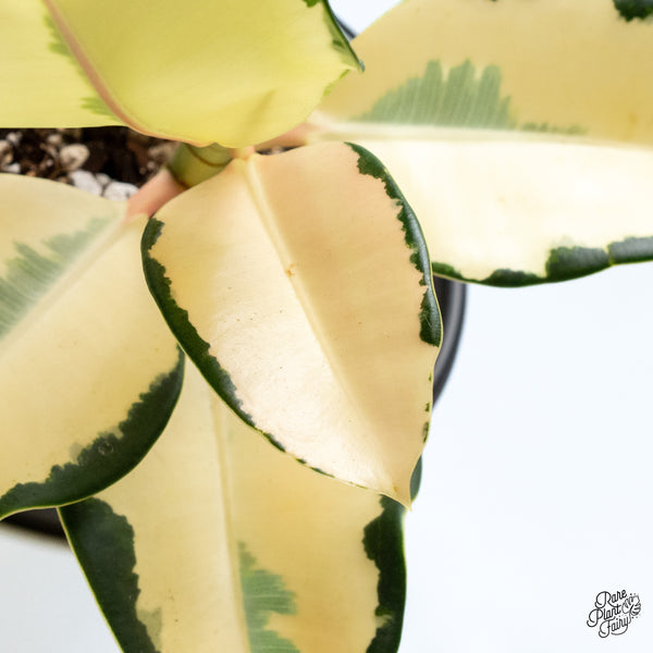 Ficus Elastica cv. 'Asahi' (wk48-UH)