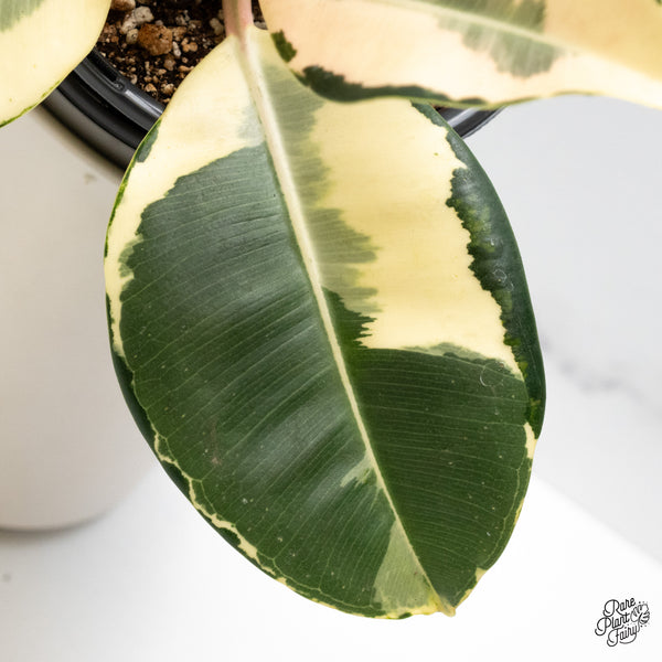 Ficus Elastica cv. 'Asahi' (wk48-UH)