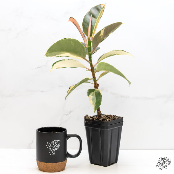 Ficus Elastica cv. 'Asahi' (wk6-UD)