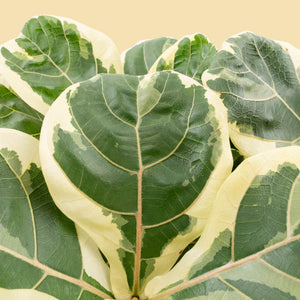 Ficus lyrata variegated (Variegated Fiddle Leaf Fig)