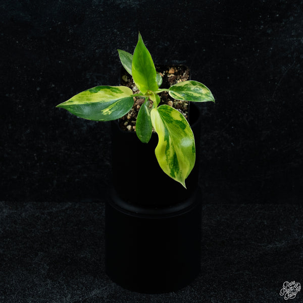 Philodendron 'Florida Beauty'  *Grower's choice*