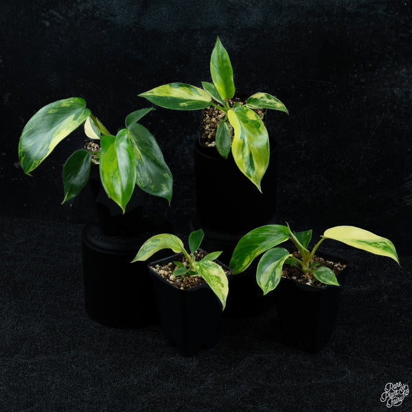 Philodendron 'Florida Beauty'  *Grower's choice*