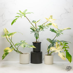 Philodendron 'Florida Beauty x Mayoi' Variegated *Grower's Choice*