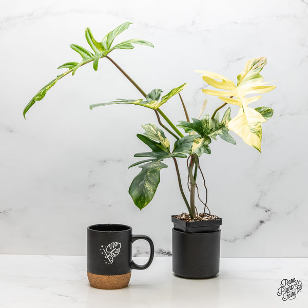 Philodendron 'Florida Beauty x Mayoi' Variegated *Grower's choice*