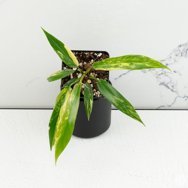 Philodendron 'Florida Beauty' x 'Tortum' *Grower's Choice*