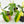 Philodendron 'Florida Beauty' *Grower's Choice*