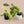 Philodendron 'Florida Beauty' *Grower's Choice*