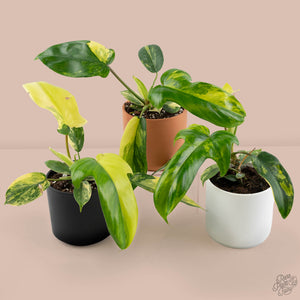 Philodendron 'Florida Beauty' *Grower's Choice*
