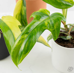 Philodendron 'Florida Beauty' *Grower's Choice*