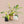 Philodendron 'Florida Beauty' *Grower's Choice*