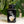 Flower Focus Growth Technology GT