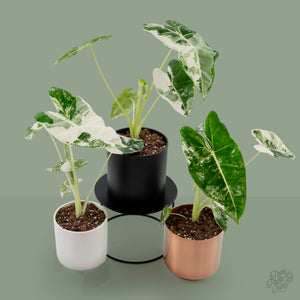Alocasia 'Frydek' Albo Variegated