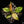 Philodendron 'Green Congo Nuclear’ variegated *Grower's choice*