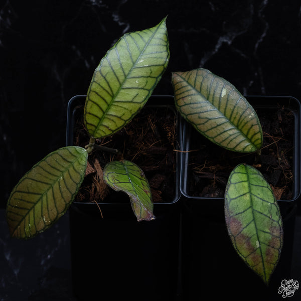 Hoya sp. Gunung Gading *Grower's Choice*