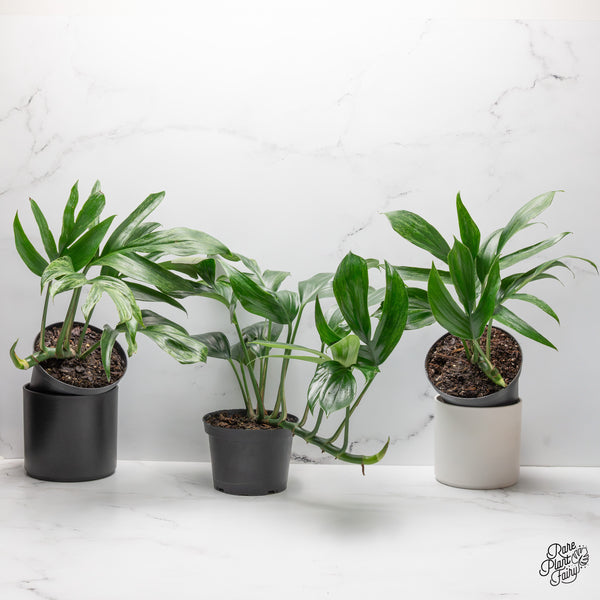 Rhaphidophora Decursiva Variegated 
(Dragon's Tail) *Grower's choice*