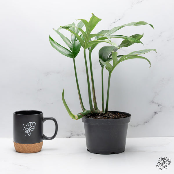 Rhaphidophora Decursiva Variegated 
(Dragon's Tail) *Grower's choice*