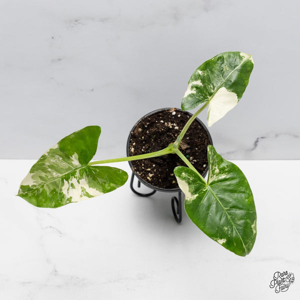 Alocasia 'Apaloosa' Gold *Grower's choice*