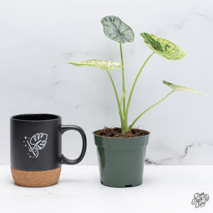 Alocasia 'Dragon Scale' Mint Variegated *Grower's Choice*