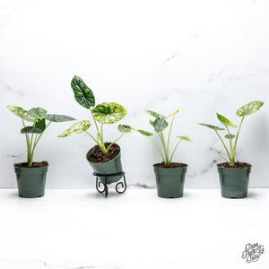 Alocasia 'Dragon Scale' Mint Variegated *Grower's Choice*