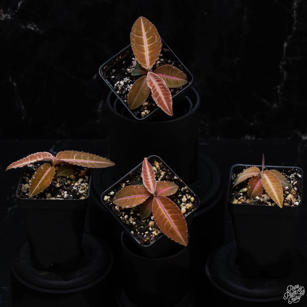 Labisia sp. Riau *Grower's choice*